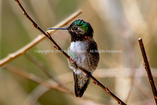 Broad Tail - Broad-Tailed Hummingbird