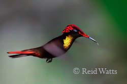 Ruby Topaz Hummingbird