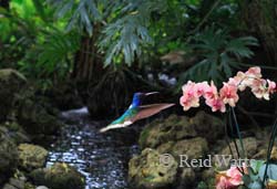 White-Necked Jacobin Hummingbird