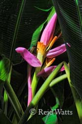 Antillean Crested Hummingbird on Banana Flower