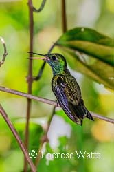 Blue-Chinned Sapphire Hummingbird