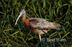 Hi Gloss - Glossy Ibis