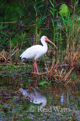 Marsh Meander - White Ibis