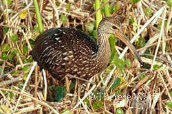 Crying Bird - Limpkin