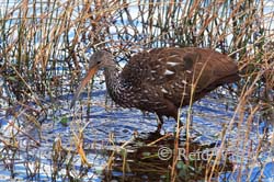 Taking A Dip - Limpkin