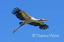 Express Delivery - Wood Stork