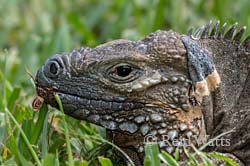 Stone Face - Blue Iguana (aka Grand Cayman Iguana)