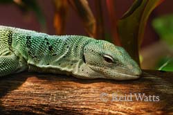 Green Tree Monitor