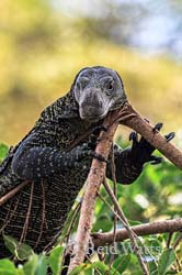 Lizard King - Crocodile Monitor