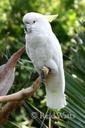 Boo the Cockatoo - Molucaan Cockatoo