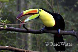 Tookie Tookie - Keel-billed Toucan