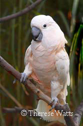 I Love You - Salmon Crested Cockatoo