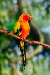 My Only Sunshine - Sun Conure