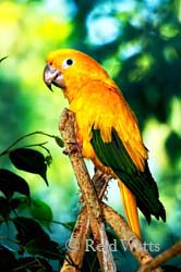 Heart Of Gold - Golden Conure