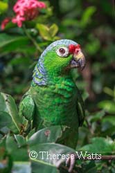 Blue Helmet,  Red-Lored Amazon Parrot