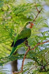 Friar Tuck - Monk Parakeet 