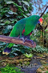 Attracted to Red - male Eclectus Parrot