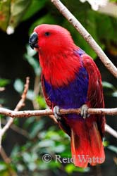 Attracted to Green - female Eclectus Parrot