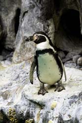 Surfer Dude - Humboldt Penguin