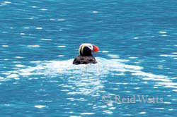 No Wake - Tufted Puffin, Alaska