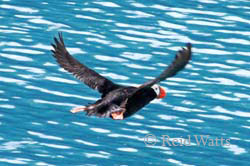 Spread Eagle - Tufted Puffin, Alaska