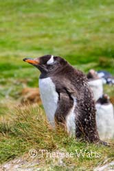 Fluff Ball - Gentoo Penguin Immature