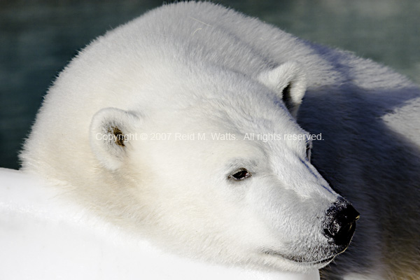 Ice Cold - Polar Bear Cub