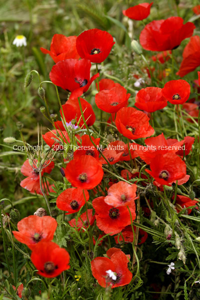 Poppy Bouquet