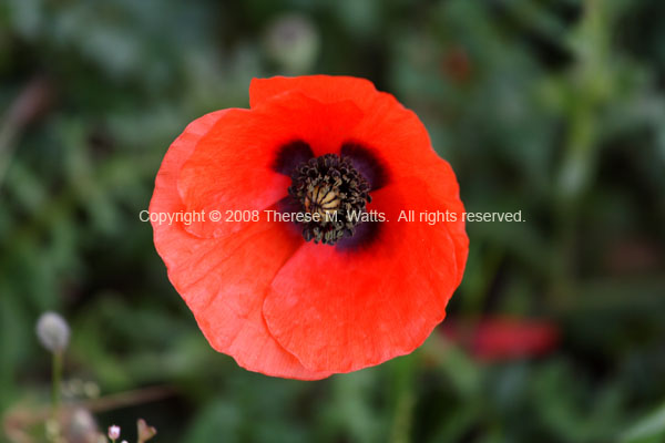 Corn Poppy