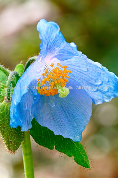 Rhapsody In Blue - Blue Poppy