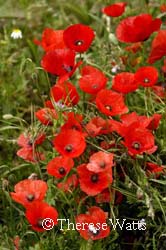 Poppy Bouquet