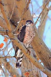 Cooper - Cooper's Hawk