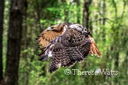 Swooping In - Red Tailed Hawk