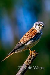 Little Falcon - American Kestrel