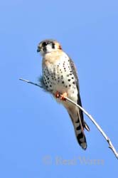 American Kestrel 