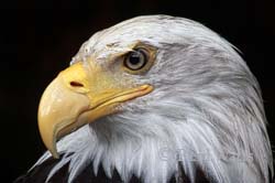 Wisdom Of Age - Bald Eagle