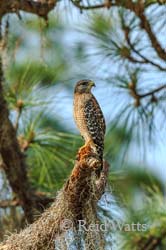 At Attention - Red-Shouldered Hawk