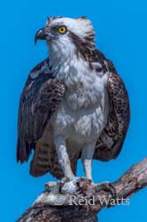 Fish Hawk - Osprey with fish catch