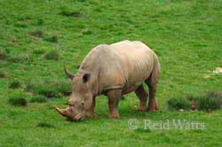 Grazing In The Grass