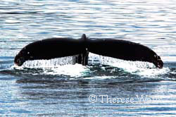 "Whale Tail Waterfall" - Humpback Whale