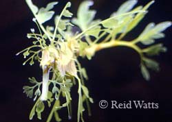 Leafy seadragon