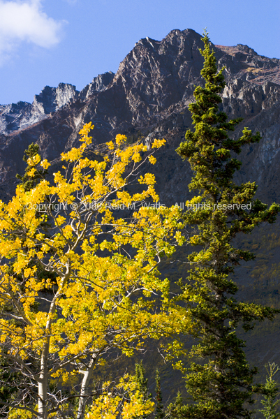 Autumn Glory