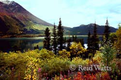 Fall Radiance, Yukon