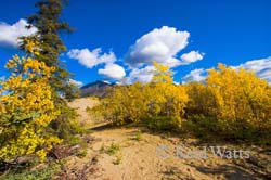 Fall in the Desert - Carcross, Yukon