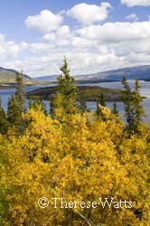 Bove Island Splendor, Yukon