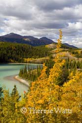 Gold on Emerald Lake, Yukon