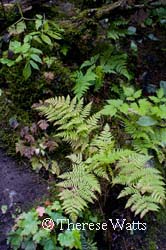 Ferns by Reid Falls - Skagway, Alaska