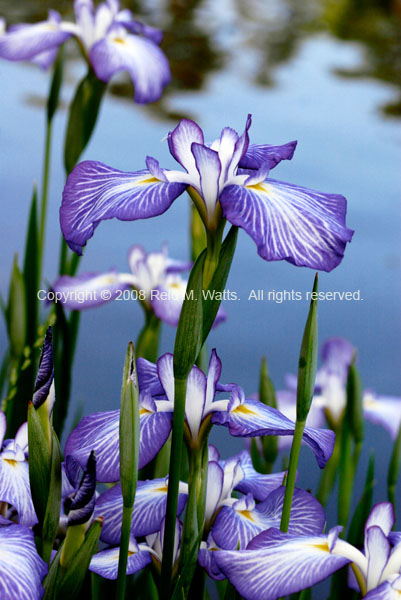 Japanese Iris