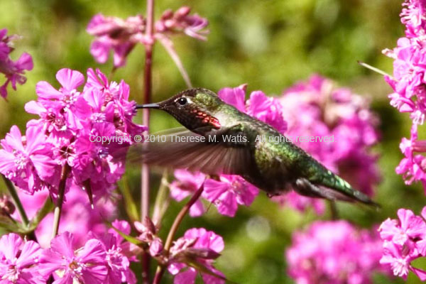 Afternoon Sweets - Hummingbird