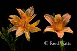 Happy Twins - Daylilies